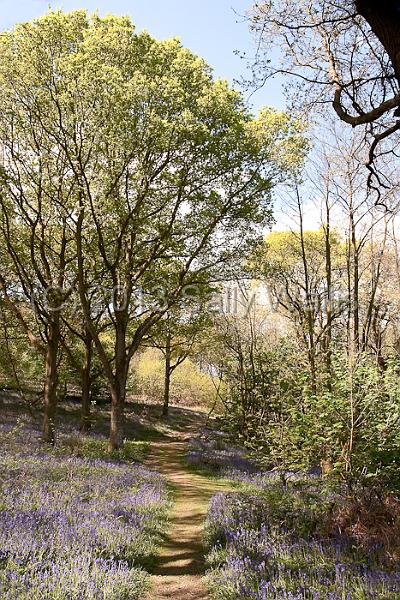 path through bluebells.jpg - Woodland path through bluebells in Sussex